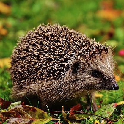 Hedgehogs