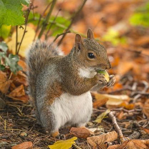 Squirrels