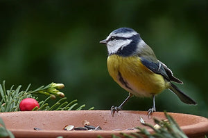  Birds & Wildlife 