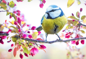   Birds & Wildlife 