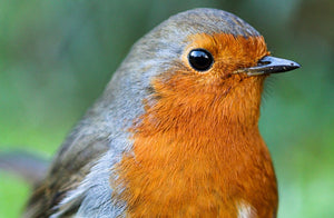   Birds & Wildlife, Image of a Robin - Garden Birds, Bees, Bugs & Insects, Hedgehogs, Squirrels | www.JustGardening.com 