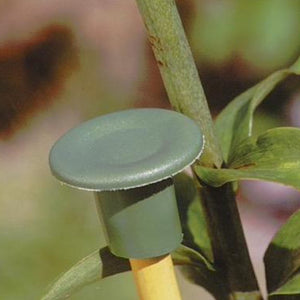 Garden Bamboo Cane Caps (Large) - 6 Per Pack | www.JustGardening.com
