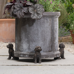 Cockapoo - Plant Pot Feet | Cockapoo Potty Feet | www.justgardening.com
