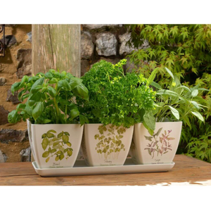 Bamboo Eco Pots - Herbs (Set of 3) | www.justgardening.com