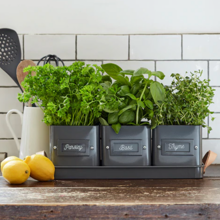 Burgon & Ball 3 Herb Pots in a Leather Handled Tray - Charcoal