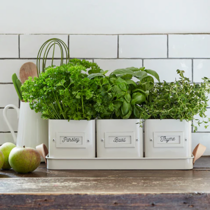 Burgon & Ball 3 Herb Pots in a Leather Handled Tray - Stone