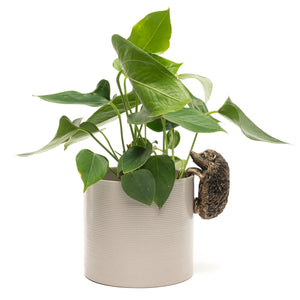 Hedgehog Plant Pot Hanger / Pot Buddy | www.justgardening.com