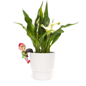 Pot Buddy 'Naughty Christmas Elf' - Plant Pot Hanger | www.justgardening.com