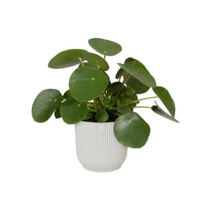 Elho Vibes Fold Round Indoor Flower Pot (14cm) - Silky White | www.justgardening.com