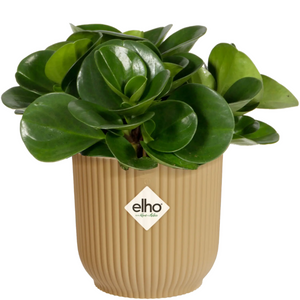 Elho Vibes Fold Round Mini Indoor Flower Pot (11cm) - Butter Yellow | www.justgardening.com