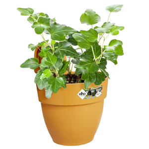 Elho Vibia Campana Easy Hanger (Small) - Honey Yellow | www.justgardening.com